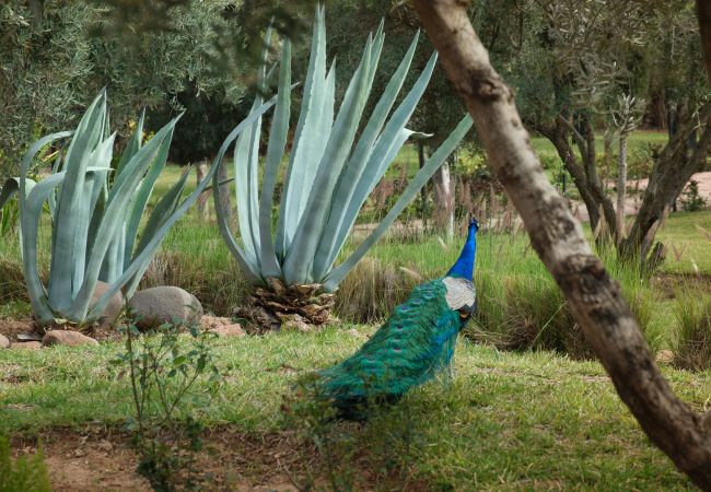Villa à Marrakech Alentours - CLOS DES OLIVIERS